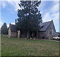 Conifer in Chepstow Cemetery