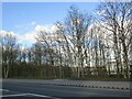 Trees alongside Sutton Road