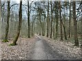 Orange cycle route - Blackwood Forest