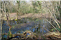 Overgrown Pond, Merrow Common