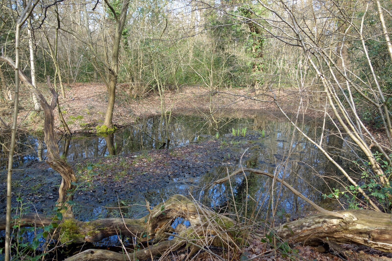 Overgrown Pond, Merrow Common © Des Blenkinsopp :: Geograph Britain and ...