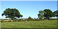 Pasture near Elms Farm near Hinckley, Leicestershire