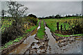 Mucky entrance to field, Roscavey