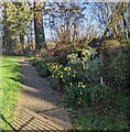 ST2982 : Churchyard daffodils, St Brides Wentlooge by Jaggery