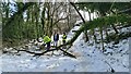 Volunteers clearing fallen trees