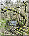 Collapsed river bank and so collapsed fence