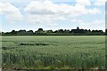 Wheat field