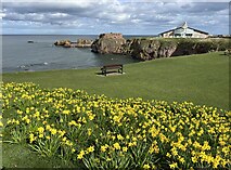 NT6779 : Daffodils at the Glebe in Dunbar by Jennifer Petrie