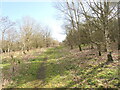 Shared use path, Kilrie Community Woodland