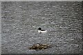 NZ2770 : Male Goosander on Killingworth Lake by Les Hull