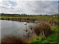 Swan on a pond with Cobhouse Farm behind