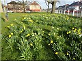 Daffodil display on Shoulder of Mutton Green