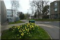 SE6250 : Daffodils beside Chemistry F block by DS Pugh
