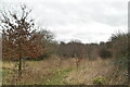 Petridgewood Common