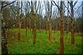 ST7430 : Penselwood : Pen Forest by Lewis Clarke