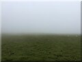 Grazing sheep in the mist