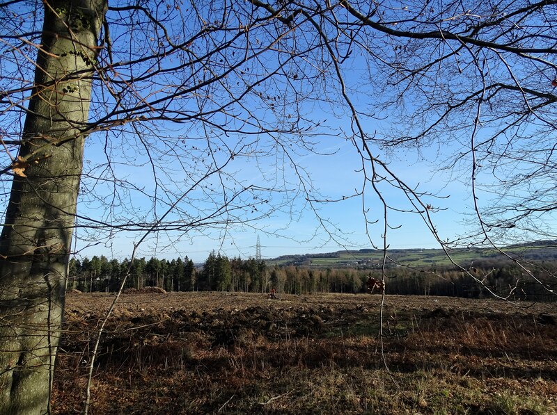 felled-area-of-plantation-robert-graham-geograph-britain-and-ireland