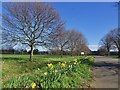 Daffodils on Sandall Beat Road