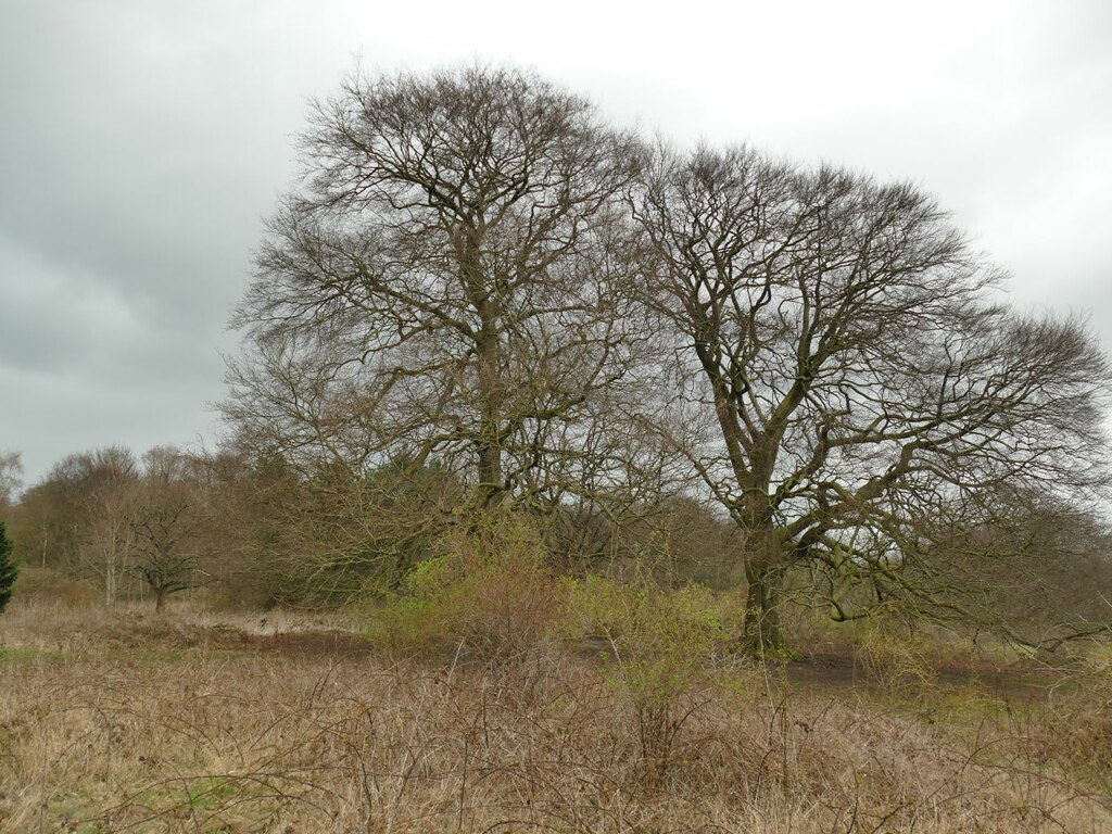 A pair of mature beech trees © Stephen Craven :: Geograph Britain and ...