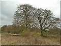 A pair of mature beech trees