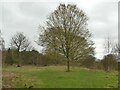 Tree laden with catkins