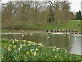 Daffodils and swans in Roundhay Park