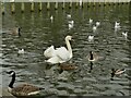 Waterfowl on Roundhay Park lake