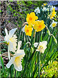SO7119 : Spring daffodils by Jonathan Billinger