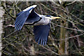 H4772 : Heron in flight along the Camowen River by Kenneth  Allen