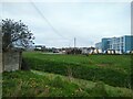 Field off Filers Way from Yarbury Way