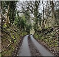 Woodland along Chase End Road