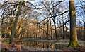 TQ4399 : Small Pond, Genesis Slade, Epping Forest by Roger Jones
