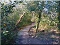 Boardwalk at Wildmoor Heath