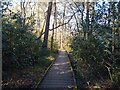 Boardwalk at Wildmoor Heath