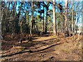 Wildmoor Heath footpath