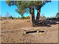 Wildmoor Heath cleared bench