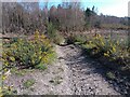 Wildmoor Heath footpath