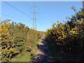 Wildmoor Heath footpath