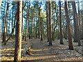 Wildmoor Heath footpath