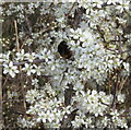 NT9563 : Blackthorn and Bumblebee by M J Richardson