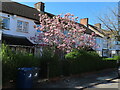 TQ2081 : Magnolia in bloom, Cloister Road North Acton by David Hawgood