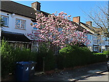 TQ2081 : Magnolia in bloom, Cloister Road North Acton by David Hawgood