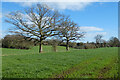 Pasture, Hughenden