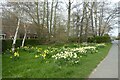 Daffodils and bench in Huby