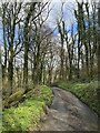 Steep lane through woodland