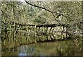 SK3087 : Fallen tree in a mill pond: Rivelin Valley by Neil Theasby
