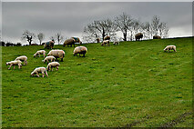 H4268 : Sheep, Rakeeragh by Kenneth  Allen