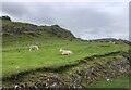 NC3764 : Sheep grazing on a strip of land by the A838 by Eirian Evans