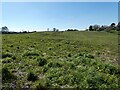 Field of set aside or cover crops