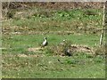 Pair of geese at Brown Moss